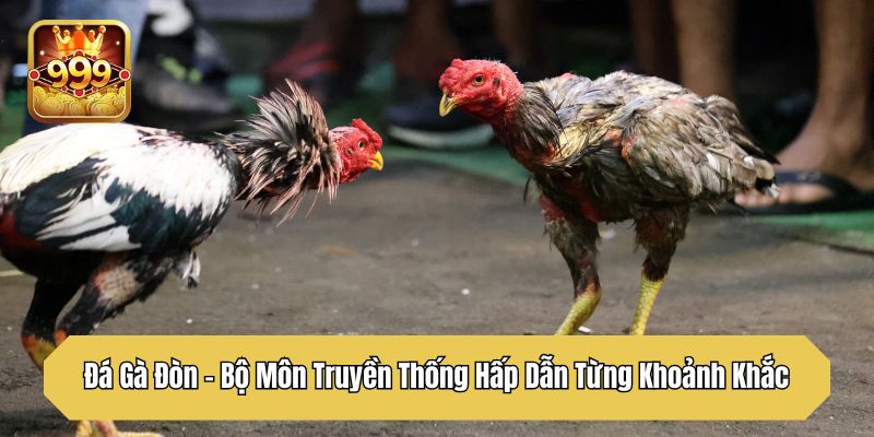 Đá Gà Đòn - Bộ Môn Truyền Thống Hấp Dẫn Từng Khoảnh Khắc