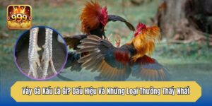 Vảy Gà Xấu Là Gì? Dấu Hiệu Và Những Loại Thường Thấy Nhất